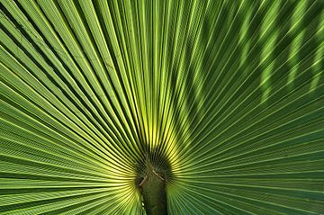 Palm sur Paul Arentsen