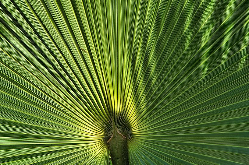 Palm van Paul Arentsen