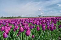 Veld met paarse tulpen