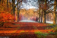 Autumn 2020