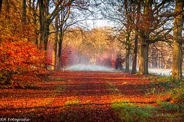 Autumn 2020 by N-Joy Pictures