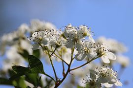 Stermagnolia in the wild. by Eibert van de Glind