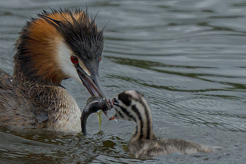 Great crested grebe feeding a small fish to its chick