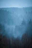 Rising Fog