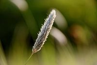 Groen, wollig en statisch (2)