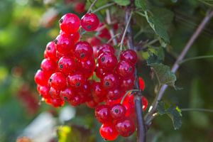 Reife rote Beeren im Garten