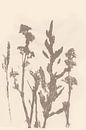 Abstracte botanische kunst. Weide bloemen. van Dina Dankers thumbnail