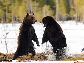 Vechtende bruine beren in de Finse sneeuw van Jacob Molenaar