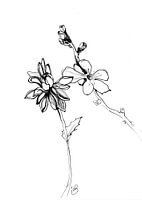 Illustration Blumen