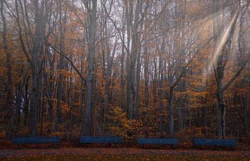 4 benches in autumn