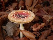 vliegenzwam (paddenstoel) in het bos tijdens de hersft. van Eline Oostingh thumbnail