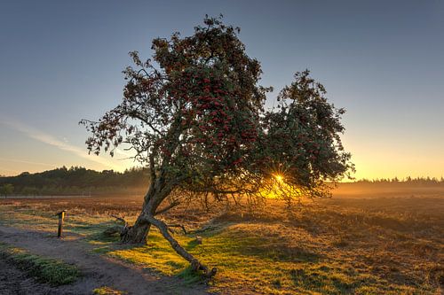 arbre de Rowan