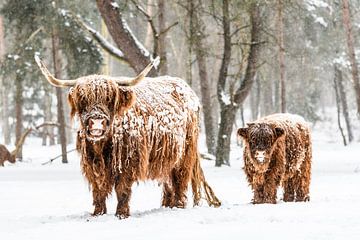 Schotse Hooglander koe en kalf in de sneeuw tijdens de winter