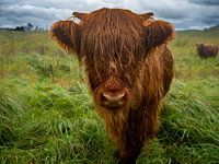 Kalb auf der Wiese