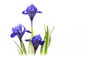 Iris Harmony - (Reticulata 'Harmony')