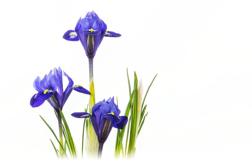 Iris Harmony - (Reticulata 'Harmony') by Carola Schellekens