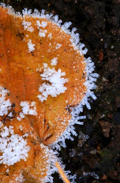 Blatt im Winter von Thomas Jäger