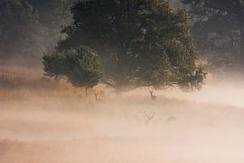 Rothirsch mit Hirschkuh von Danny Slijfer Natuurfotografie