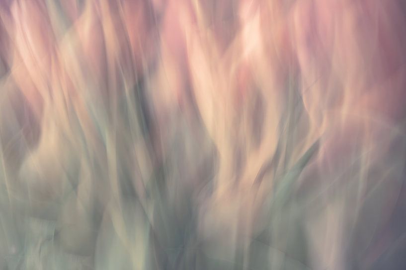 flowers part 378 by Tania Perneel