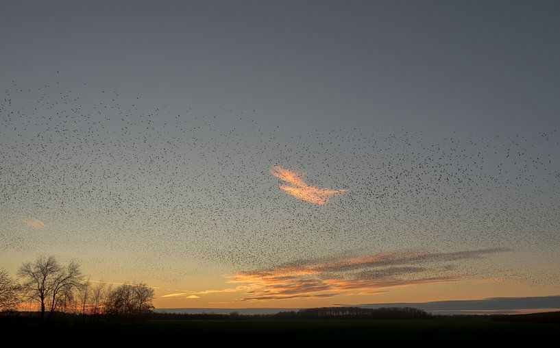Starlings flying show by Moetwil en van Dijk - Fotografie