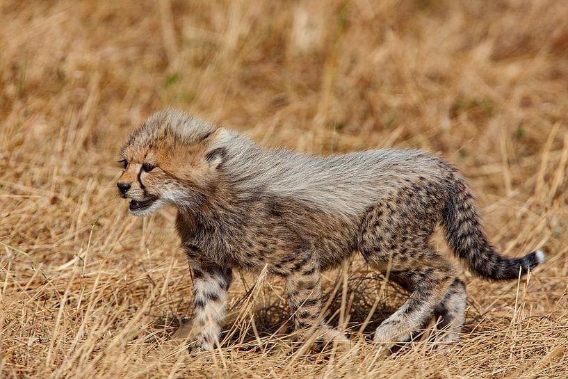 3 month Cheetah by Peter Michel