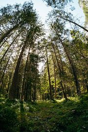 Wandern zwischen hohen Bäumen von Aron Weidenaar
