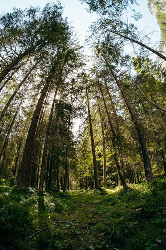 Wandelen tussen hoge bomen
