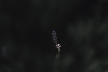 Lavender | Botanical photography fine art photo print by Sanne Dost