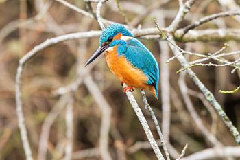 Martin-pêcheur dans le Weerribben Wieden