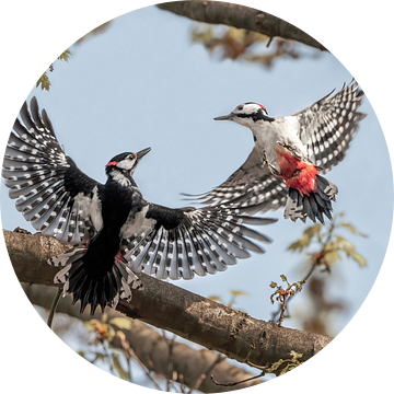 Duel van de Houtbewerkers | Spechten