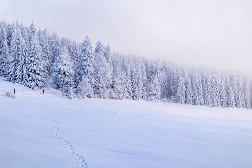 Tour de ski de fond par un temps impérial dans la forêt enneigée de Thuringe près de Floh-Seligenthal - Thuringe - Allemagne