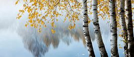 Birches by the water in autumn by Poster Art Shop