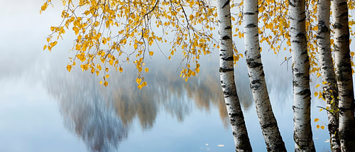 Birches by the water in autumn