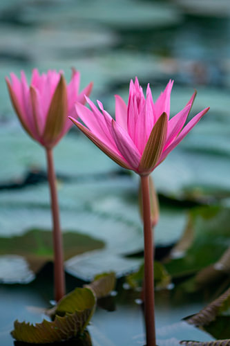 Zwei leuchtend rosa Seerosen an Stielen