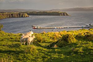 Schafe oberhalb der Bucht von Uig auf Skye