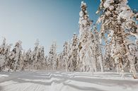 Winter wonderland Lapland by Mieke Broer thumbnail