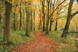 Forêt de Castle ter Hooge sur Wendy Hilberath