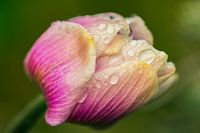 Minds are like flowers; they open only when the time is right