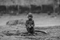 Jonge baviaan in Amersfoort van Kaj Hendriks thumbnail