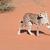 Gepard in der Kalahari von Felix Sedney