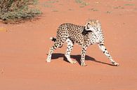 Cheetah in de Kalahari van Felix Sedney thumbnail