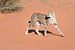 Cheetah in de Kalahari van Felix Sedney