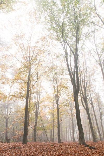 Beukenbos in de mist van Geert Brosens