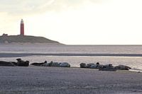 Zeehonden op Texel
