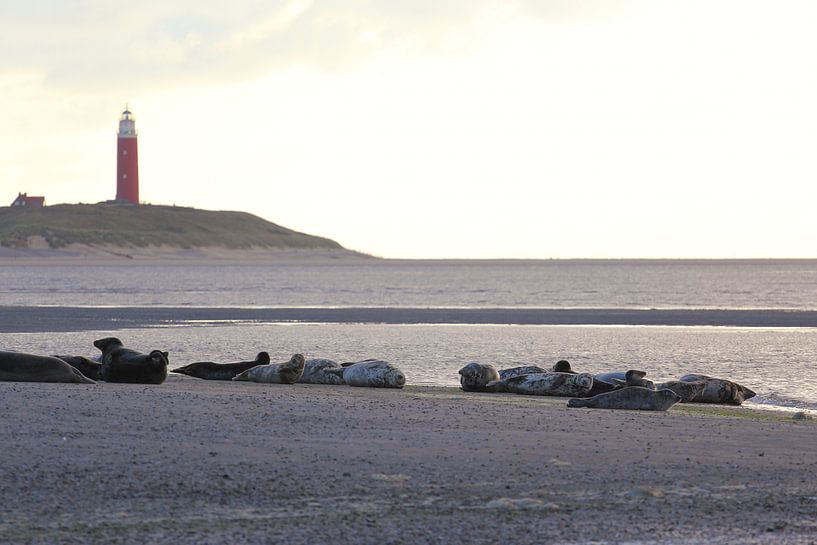 Zeehonden op Texel by Mighuel Geutskens