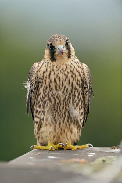 Wanderfalke ( Falco peregrinus ), Jungvogel von wunderbare Erde