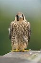 Wanderfalke ( Falco peregrinus ), Jungvogel van wunderbare Erde thumbnail
