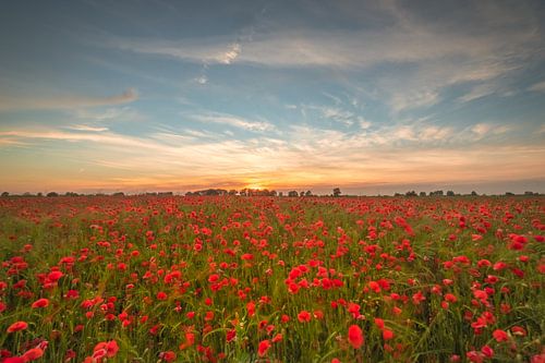 Veld met klaprozen