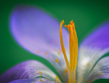 Fleur de crocus lilas sur ManfredFotos