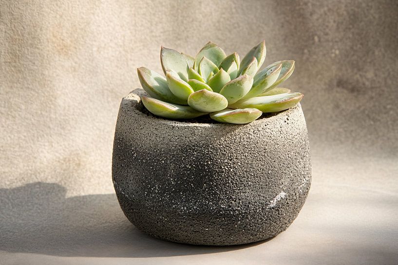 Succulent in rustic stone pot by Imperial Art House